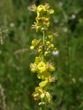 Image of taxon representative. Author is Юрий Пирогов