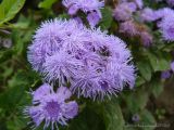 Ageratum houstonianum