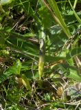 Gentiana dshimilensis