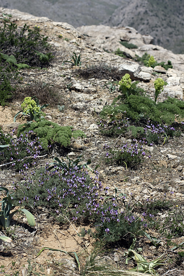 Изображение особи Astragalus falcigerus.