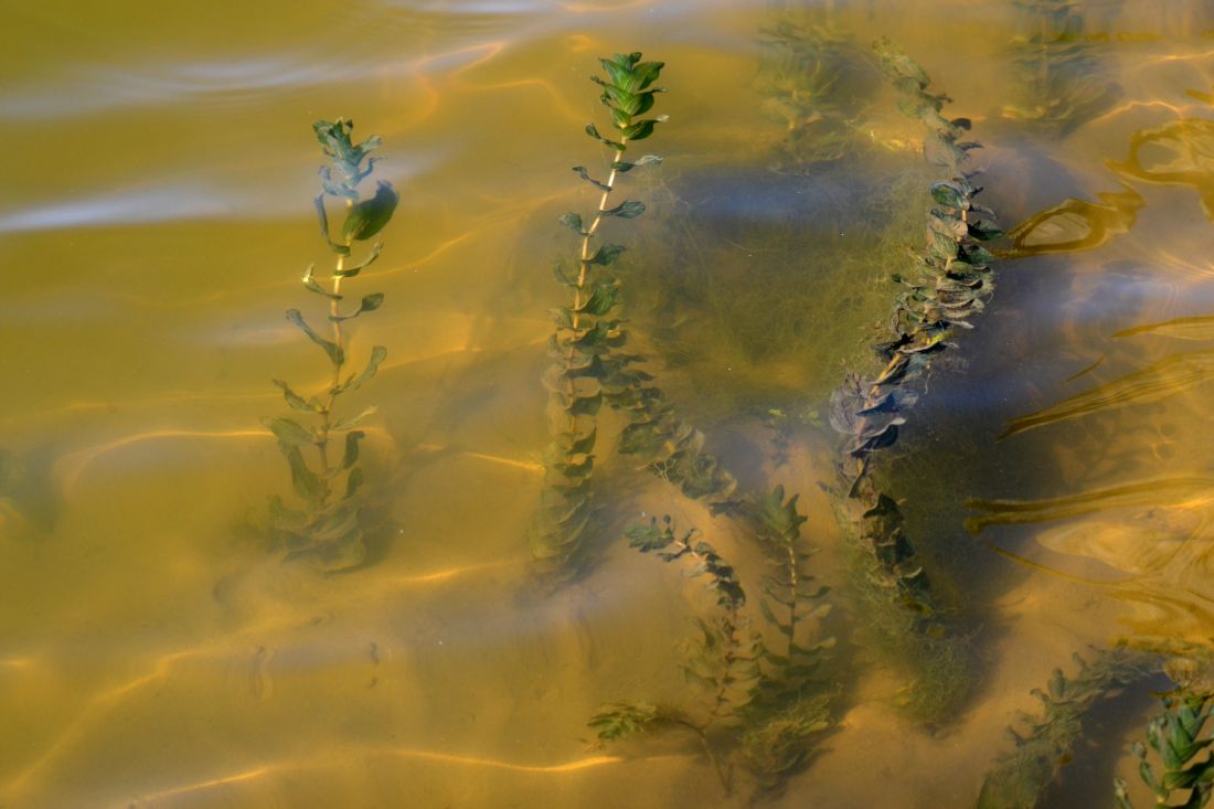 Изображение особи Potamogeton perfoliatus.