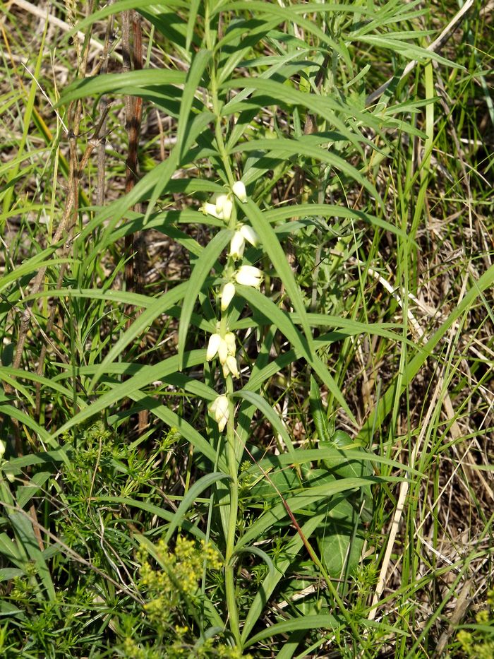 Изображение особи Polygonatum stenophyllum.