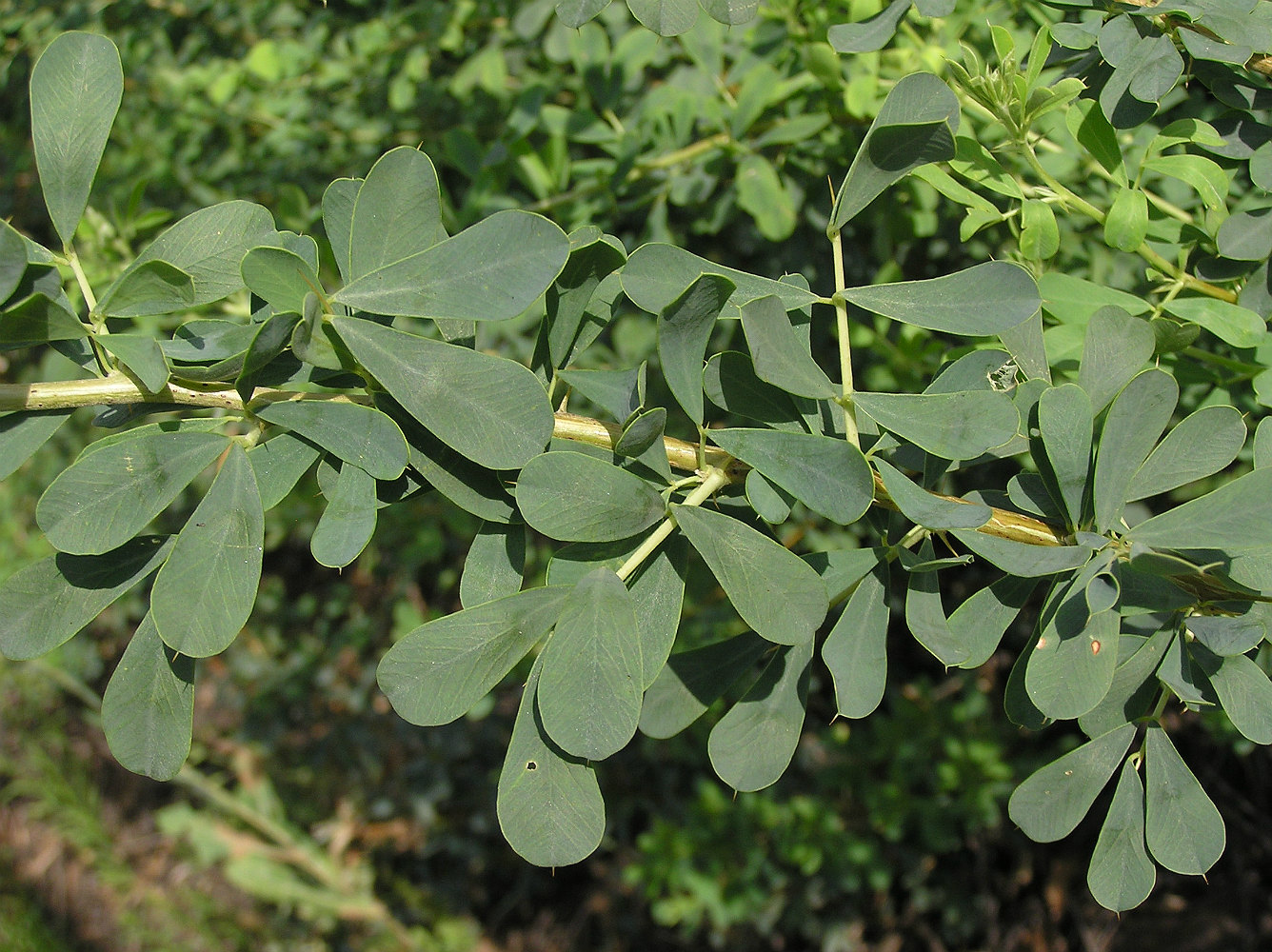 Image of Halimodendron halodendron specimen.