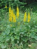 Ligularia fischeri