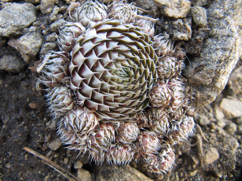 Image of Orostachys spinosa specimen.