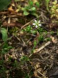 Arenaria uralensis