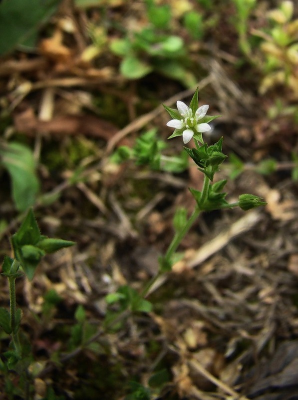 Изображение особи Arenaria uralensis.