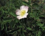 род Rosa. Побег с цветком. Крым, Бахчисарайский р-н, гора Тепе-Кермен. 19.05.2012.