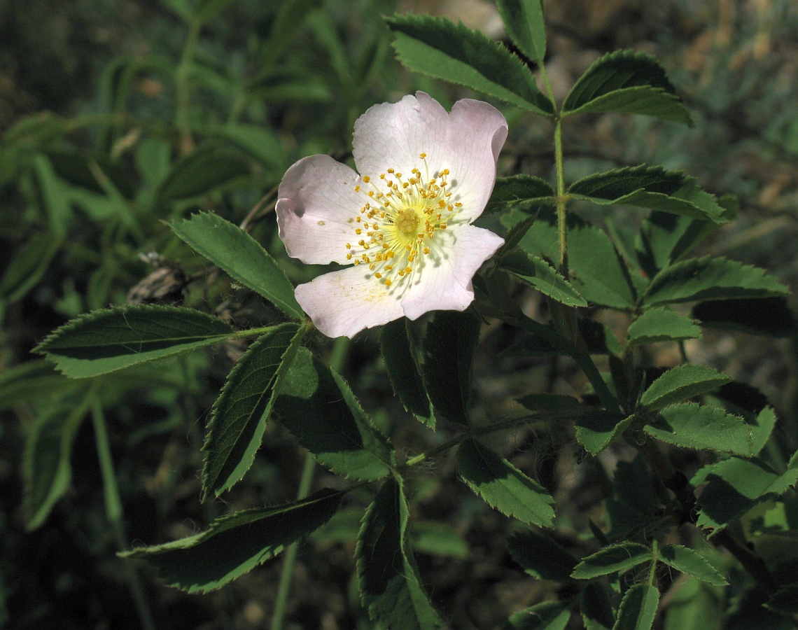 Изображение особи род Rosa.