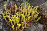 Sedum acre