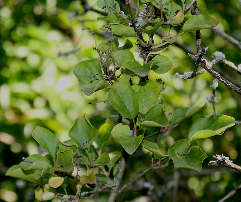 Image of Syringa meyeri specimen.