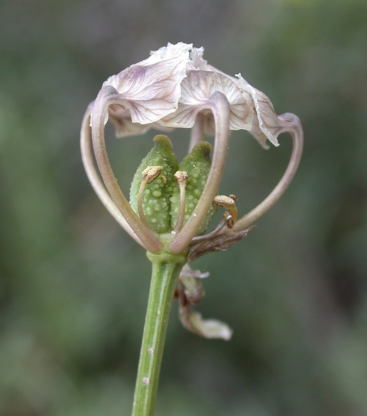 Изображение особи Garidella unguicularis.