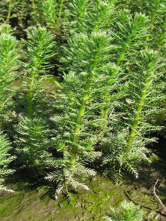 Image of Myriophyllum verticillatum specimen.