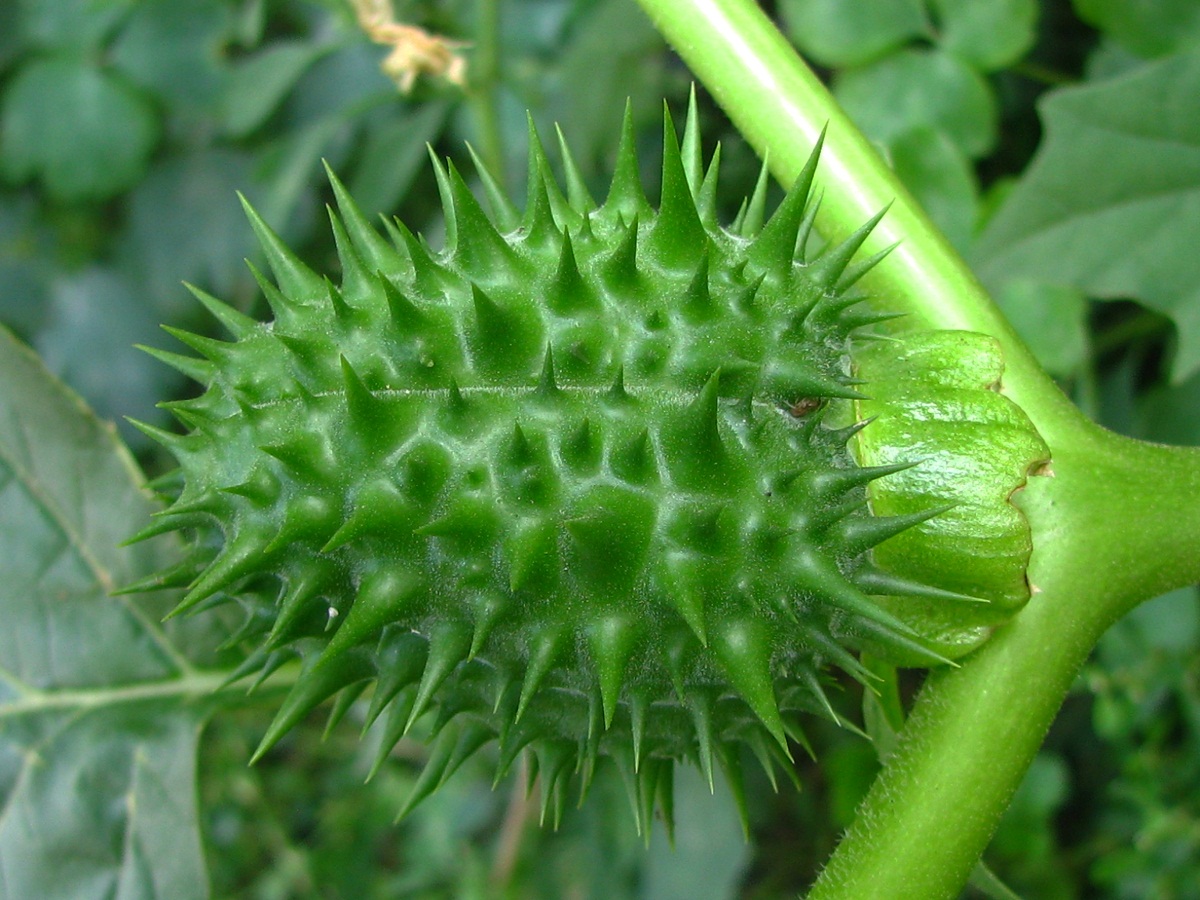 Изображение особи Datura stramonium.