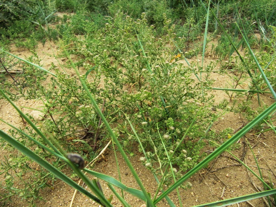 Image of Lepidium apetalum specimen.