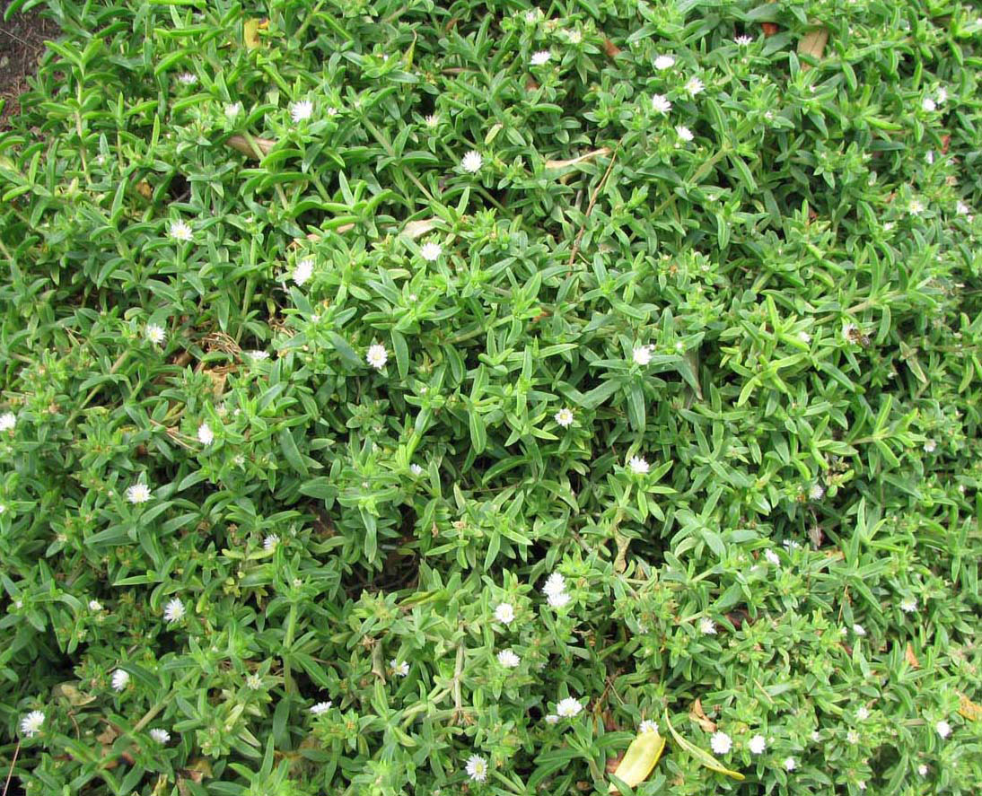 Image of Aptenia lancifolia specimen.
