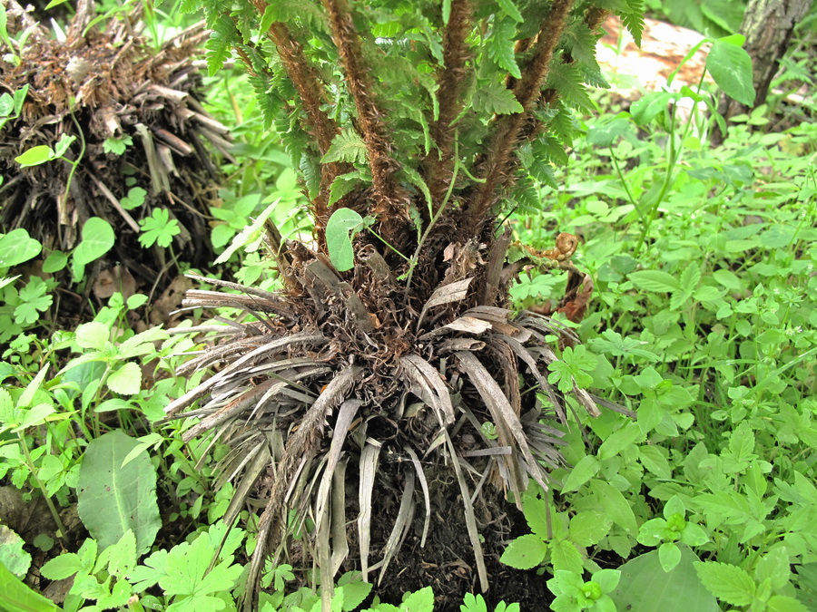 Изображение особи Dryopteris crassirhizoma.