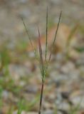 genus Digitaria