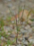 genus Digitaria. Верхушка побега с соцветием. Хабаровский край, сопка Двух Братьев. 26.07.2012.