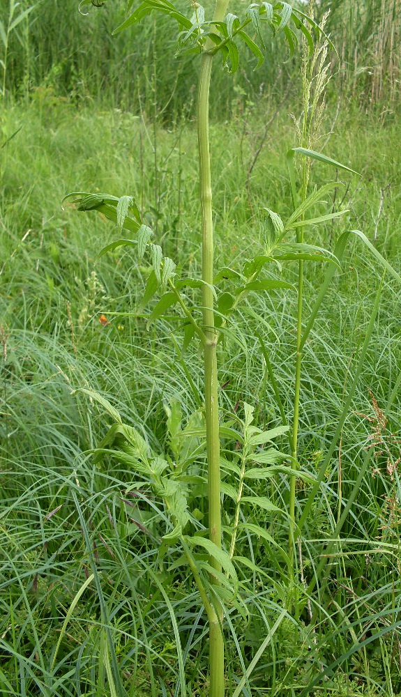 Изображение особи Valeriana officinalis.