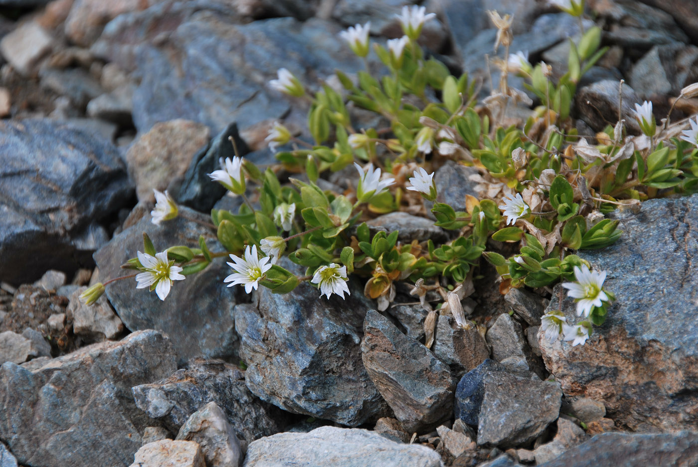 Изображение особи Cerastium pusillum.