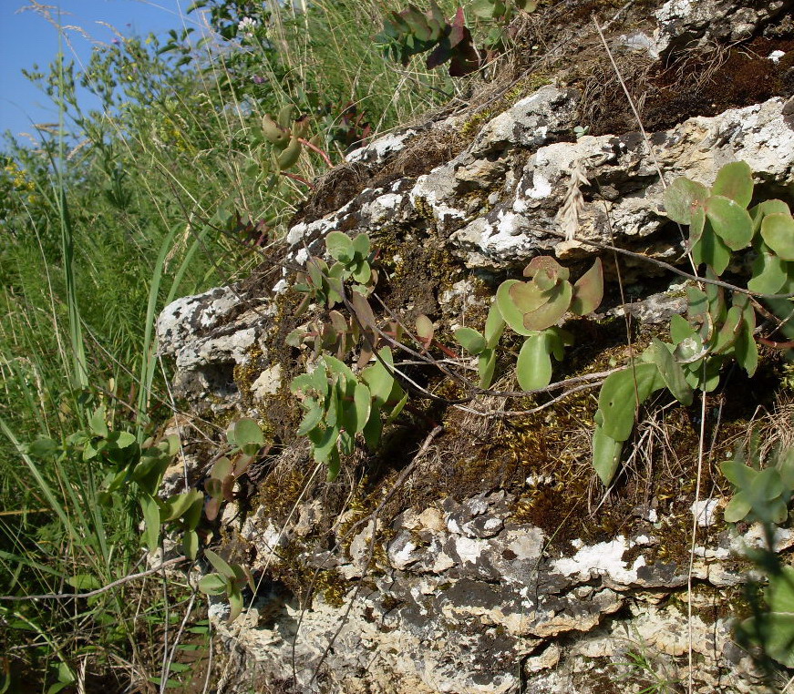 Изображение особи Hylotelephium stepposum.