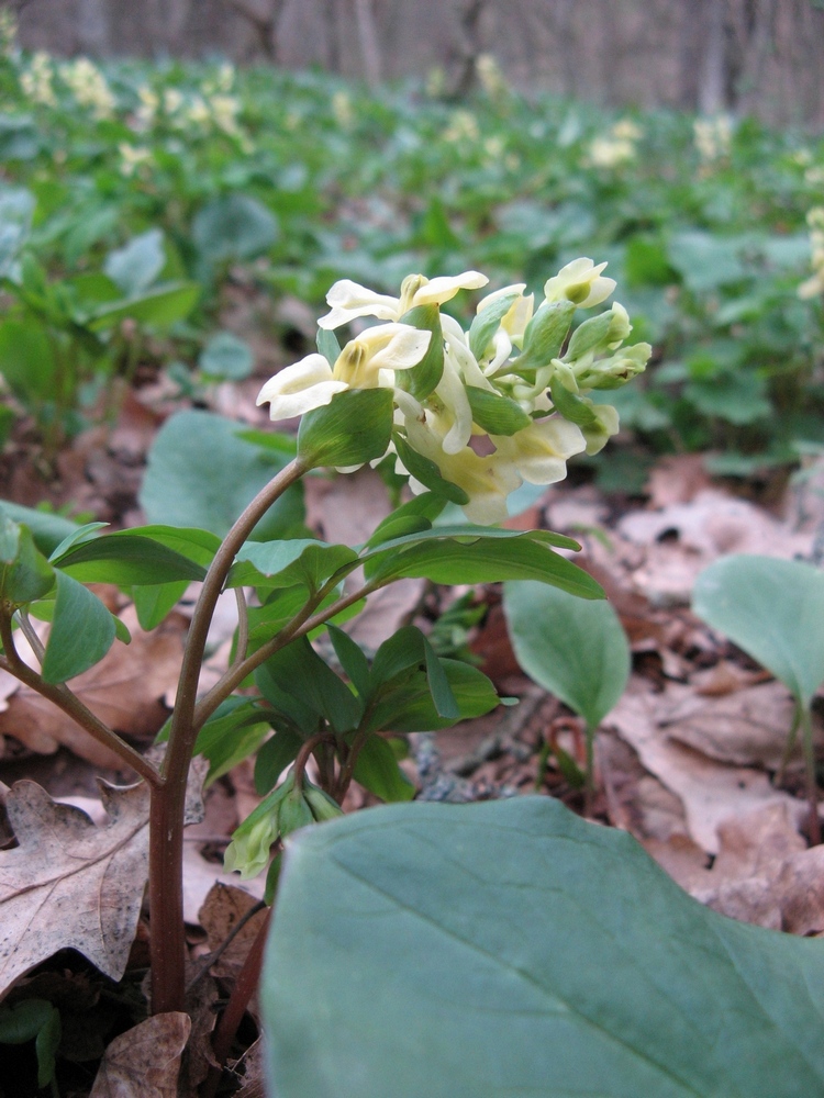 Image of Corydalis marschalliana specimen.