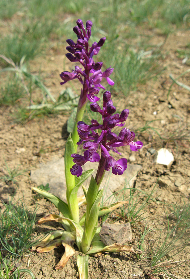 Image of Anacamptis morio ssp. caucasica specimen.
