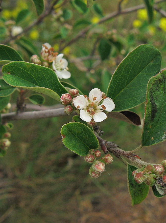 Image of Cotoneaster integerrimus specimen.