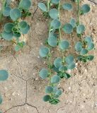 Andrachne rotundifolia. Цветущие побеги. Израиль, г. Беэр-Шева, рудеральное местообитание. 16.05.2013.