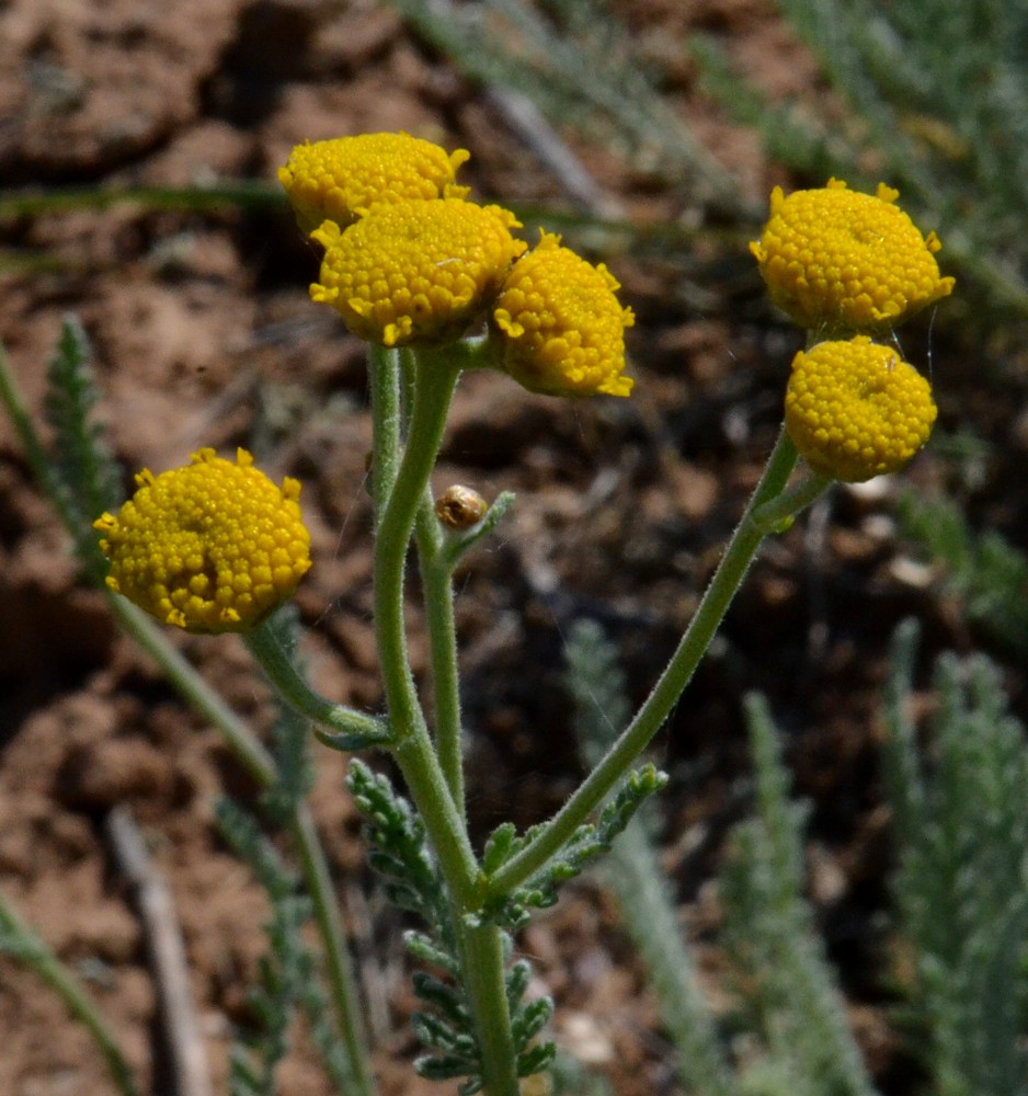 Изображение особи Tanacetum achilleifolium.