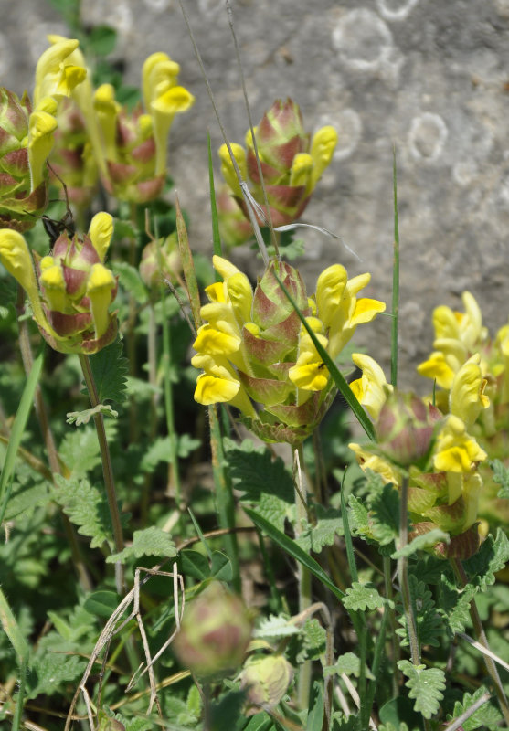 Image of Scutellaria platystegia specimen.