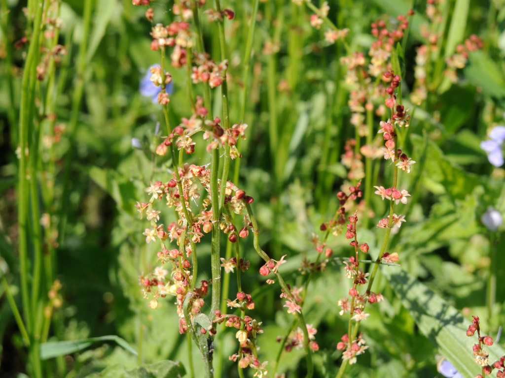 Image of Rumex acetosella specimen.