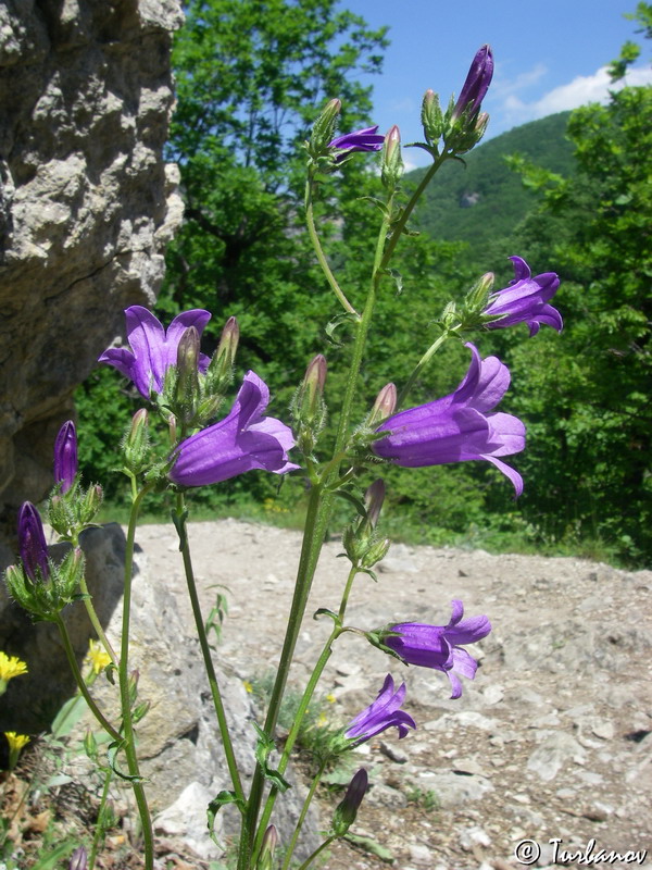 Изображение особи Campanula taurica.