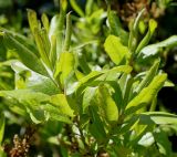 Myrica pensylvanica