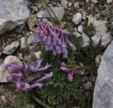 Corydalis подвид incisa