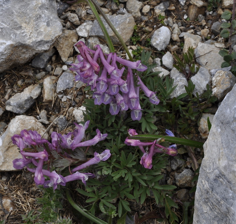 Image of Corydalis solida ssp. incisa specimen.