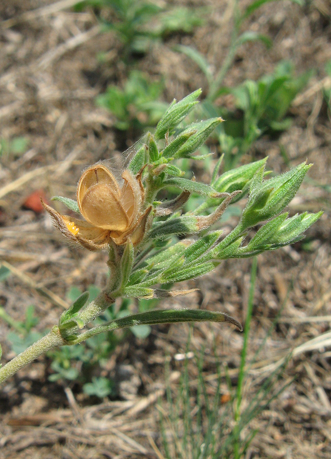 Image of Helianthemum lasiocarpum specimen.