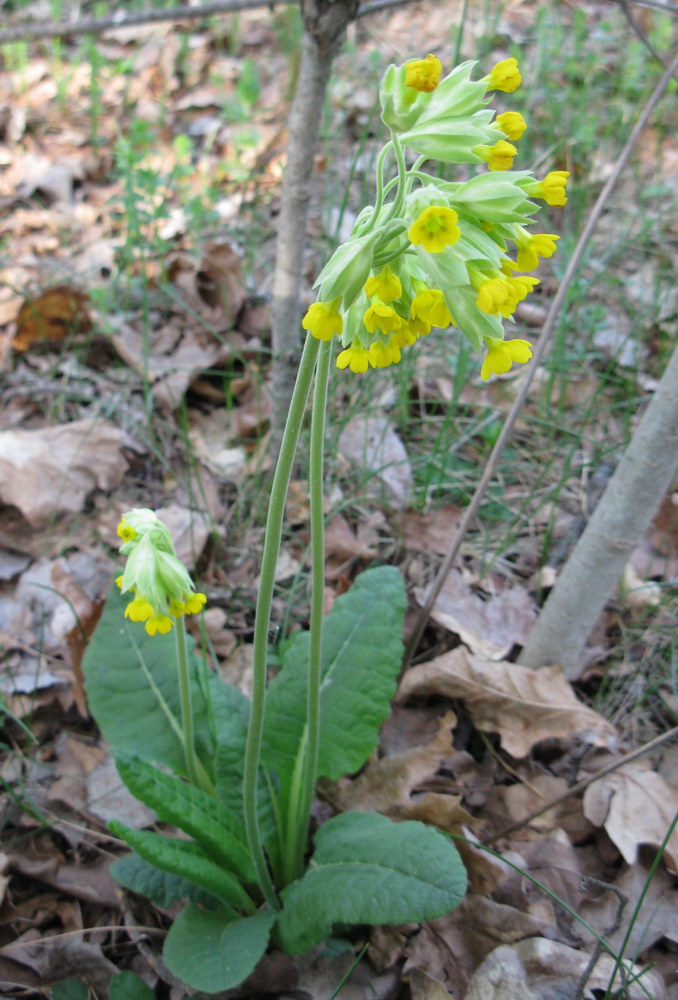 Image of Primula veris specimen.