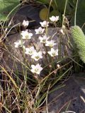 Minuartia verna