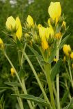 Linum flavum