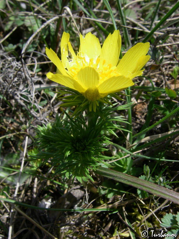 Image of Adonis vernalis specimen.