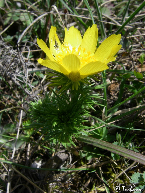 Изображение особи Adonis vernalis.