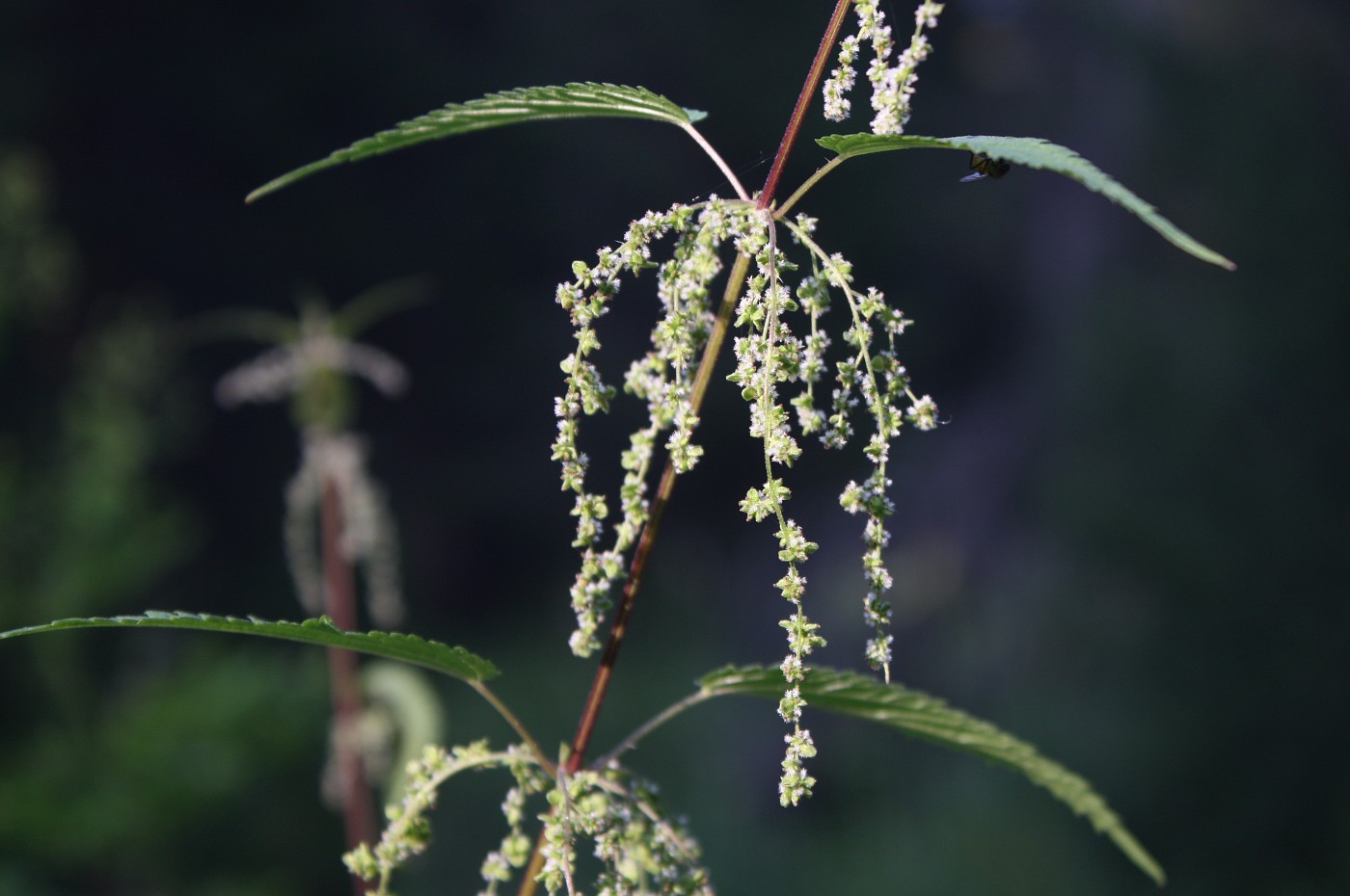 Image of Urtica sondenii specimen.