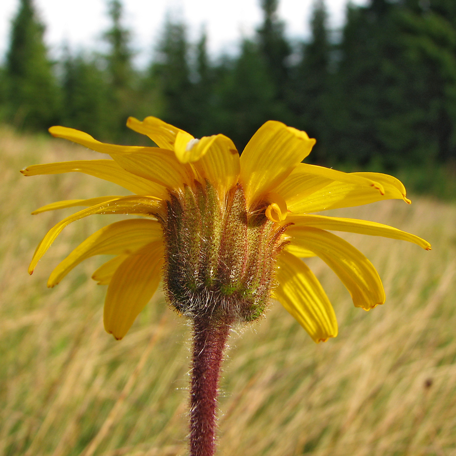 Изображение особи Arnica montana.