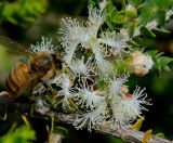 Melaleuca cardiophylla