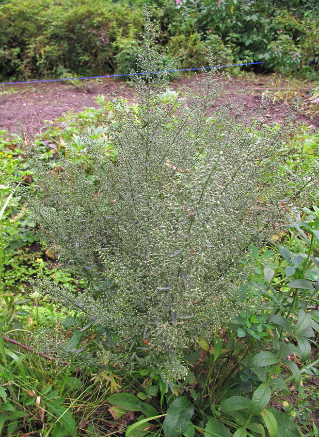 Image of genus Artemisia specimen.