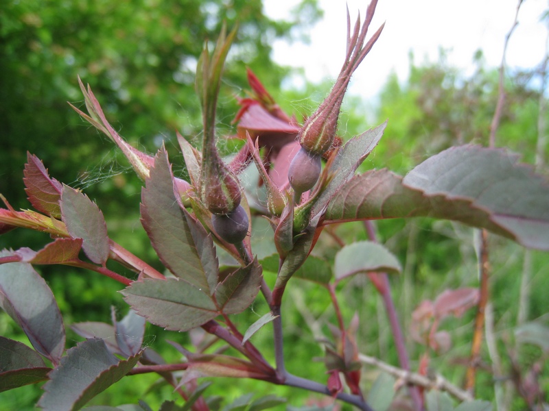 Image of Rosa glauca specimen.