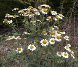 Pyrethrum parthenifolium. Верхушка цветущего и плодоносящего растения. Краснодарский край, Крымский р-н, окр. станицы Нижнебаканская, обочина горно-лесной дороги. 28.09.2013.