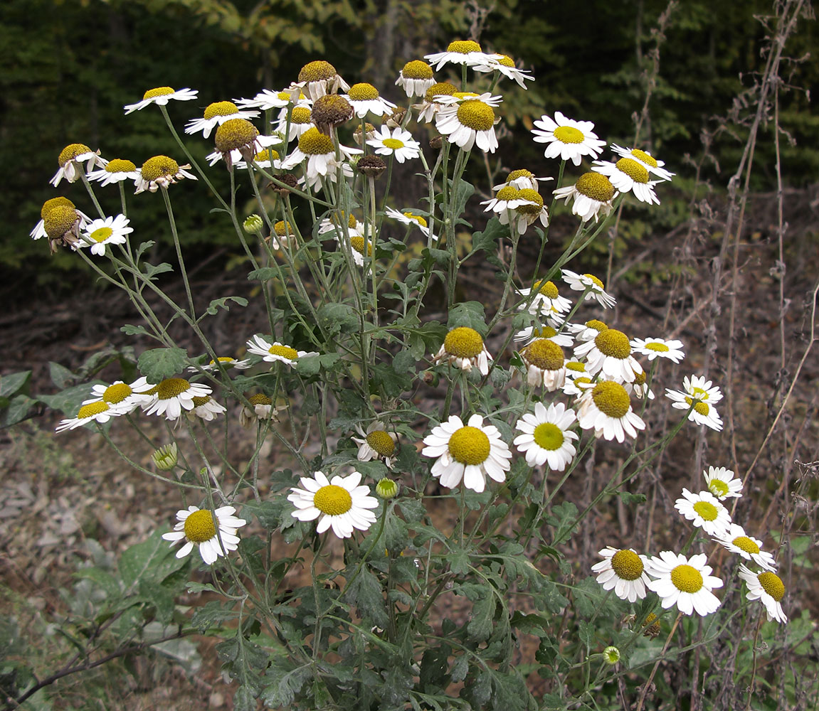 Изображение особи Pyrethrum parthenifolium.